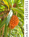 Fruit of Adan 142195151