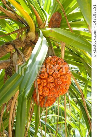 Fruit of Adan Fruit of Adan 142195151