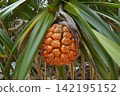 Fruit of Adan 142195152