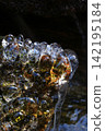 The ice on the moss of the mountain stream glitters in the sunlight. 142195184