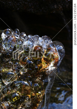 The ice on the moss of the mountain stream glitters in the sunlight. The ice on the moss of the mountain stream glitters in the sunlight. 142195184