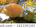 Oyster mushrooms translucent in the backlight beneath autumn leaves 142195185