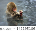 A young Japanese macaque stares at its feet in a hot spring. 142195186