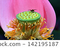A hoverfly perches on the green receptacle of a blooming lotus flower. 142195187
