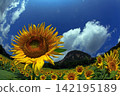 Sunflowers captured with a fisheye lens against a backdrop of summer clouds. 142195189