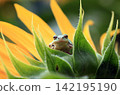 A tree frog peeking out from a sunflower calyx. 142195190