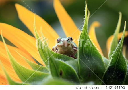 A tree frog peeking out from a sunflower calyx. A tree frog peeking out from a sunflower calyx. 142195190