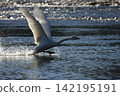 Whooper swans take flight, kicking off the water's surface. 142195191