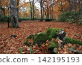Autumn foliage spreads along the stream in Teruha Gorge, Gunma Prefecture. 142195193