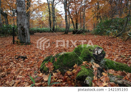 Autumn foliage spreads along the stream in Teruha Gorge, Gunma Prefecture. Autumn foliage spreads along the stream in Teruha Gorge, Gunma Prefecture. 142195193