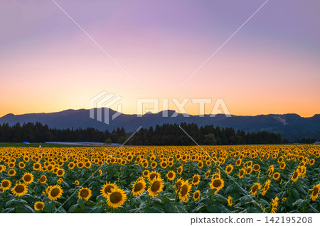 Sunflower field at dusk (Tsunan Sunflower Square) Sunflower field at dusk (Tsunan Sunflower Square) 142195208