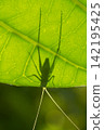 Shadow of an insect perched on a leaf 142195425