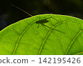 Shadow of an insect perched on a leaf 142195426