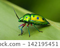 Nana Hoshi kinki bug 142195451
