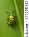 Nana Hoshi kinki bug 142195452