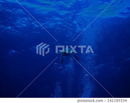 海龜在海洋中游動,還有氣泡。 海龜在海洋中游動,還有氣泡。 142195534