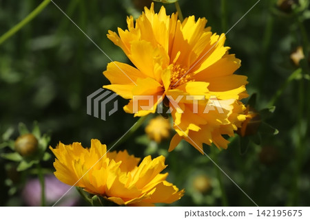 重瓣橙色金雞菊(Coreopsis lanceolata)在春天的田野裡盛開。 重瓣橙色金雞菊(Coreopsis lanceolata)在春天的田野裡盛開。 142195675
