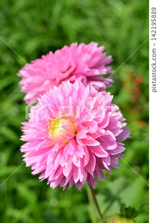 大麗花(菊科)金雞菊 大麗花(菊科)金雞菊 142195889