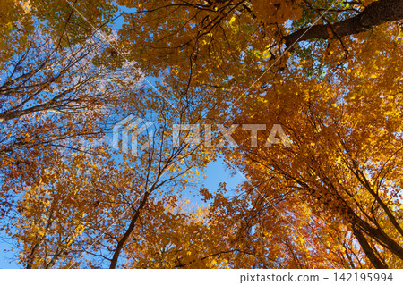 Autumn tree. Nature in fall season. Autumnal sunny day. Seasonal leaves on tree. Natural autumn leaves. Autumn beauty of nature. Fall season nature. Fall leaves of tree. Windy path Autumn tree. Nature in fall season. Autumnal sunny day. Seasonal leaves on tree. Natural autumn leaves. Autumn beauty of nature. Fall season nature. Fall leaves of tree. Windy path 142195994