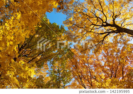 Nature fall weather. Seasonal forest. Natural fallen leaves. Autumnal leaves on tree. Autumnal season nature. Bright color fall. Autumn season. Fall leaves change color. Autumn colors Nature fall weather. Seasonal forest. Natural fallen leaves. Autumnal leaves on tree. Autumnal season nature. Bright color fall. Autumn season. Fall leaves change color. Autumn colors 142195995
