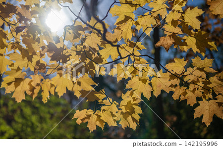 Seasonal leaves on tree. Natural autumn leaves. Autumn beauty of nature. Fall season nature. Fall leaves of tree. Autumn tree. Nature in fall season. Autumnal sunny day. Quiet woods Seasonal leaves on tree. Natural autumn leaves. Autumn beauty of nature. Fall season nature. Fall leaves of tree. Autumn tree. Nature in fall season. Autumnal sunny day. Quiet woods 142195996