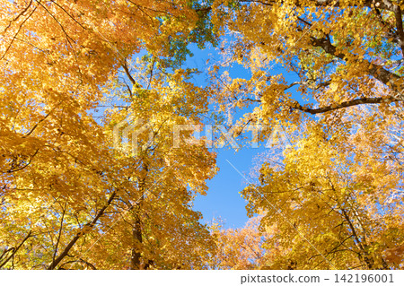 Seasonal forest. Natural fallen leaves. Autumnal leaves on tree. Autumnal season nature. Bright color fall. Autumn season. Fall leaves change color. Sunny fall weather. Nature fall weather Seasonal forest. Natural fallen leaves. Autumnal leaves on tree. Autumnal season nature. Bright color fall. Autumn season. Fall leaves change color. Sunny fall weather. Nature fall weather 142196001