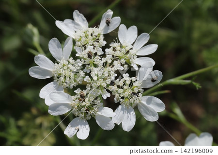 Orlaya 'White Lace' flowers blooming in a spring park, and carpet beetles that feed on their pollen. Orlaya 'White Lace' flowers blooming in a spring park, and carpet beetles that feed on their pollen. 142196009