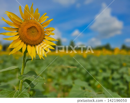 盛夏時節的向日葵,攝於座間向日葵田。 盛夏時節的向日葵,攝於座間向日葵田。 142196050