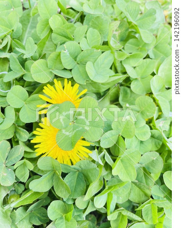春意盎然的景象，有四葉草和蒲公英。 142196092