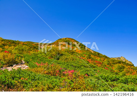 在一個晴朗的秋日早晨,唐松山健行步道沿途風景秀麗,色彩繽紛的高山植物點綴其間,一路延伸至藍天。 在一個晴朗的秋日早晨,唐松山健行步道沿途風景秀麗,色彩繽紛的高山植物點綴其間,一路延伸至藍天。 142196416