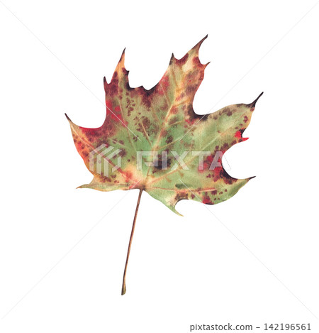 Autumn maple leaf green, yellow, red burgundy and golden coloured and long stem. Hand painted watercolor botanical illustration isolated from background Realistic fall forest foliage for seasonal card Autumn maple leaf green, yellow, red burgundy and golden coloured and long stem. Hand painted watercolor botanical illustration isolated from background Realistic fall forest foliage for seasonal card 142196561
