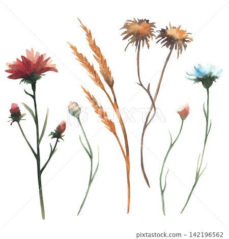 Autumn wildflowers set. Watercolor blue cornflower, red knapweed, teasel and golden wheat stems, hand painted realistic illustration isolated on white, botanical fall flowers for seasonal card, print. Autumn wildflowers set. Watercolor blue cornflower, red knapweed, teasel and golden wheat stems, hand painted realistic illustration isolated on white, botanical fall flowers for seasonal card, print. 142196562