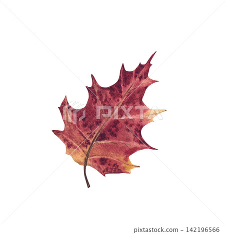 Autumn leaf watercolor hand painted in red, burgundy, crimson and golden yellow colours. Realistic natural botanical illustration isolated from background. October fall forest foliage element. Autumn leaf watercolor hand painted in red, burgundy, crimson and golden yellow colours. Realistic natural botanical illustration isolated from background. October fall forest foliage element. 142196566