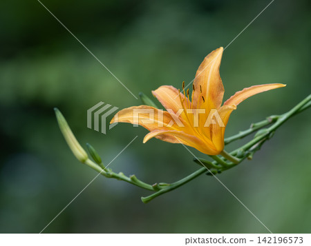 Beautiful orange daylilies Beautiful orange daylilies 142196573