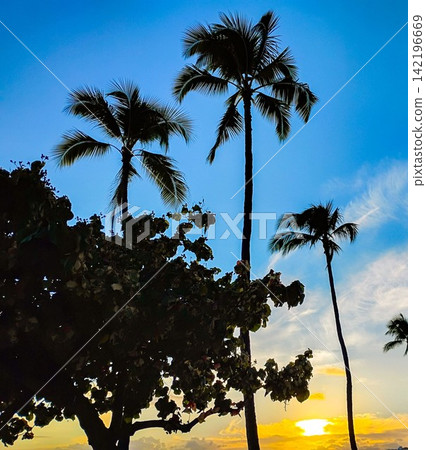 夕陽西下,棕櫚樹的剪影映襯著熱帶風光。 夕陽西下,棕櫚樹的剪影映襯著熱帶風光。 142196669
