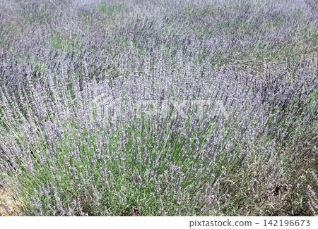 Lavender flowers in full bloom Lavender flowers in full bloom 142196673