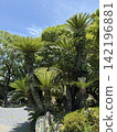 A road with palm trees 142196881
