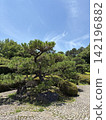 A pine tree in a park surrounded by fresh greenery. 142196882