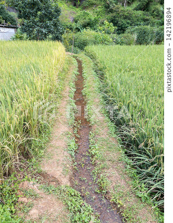 Green Rice Paddy Field with Irrigation Water Channel Green Rice Paddy Field with Irrigation Water Channel 142196894