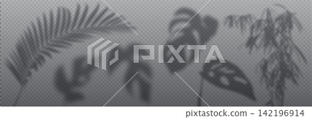 Tropical plant shadow overlay set on transparent 142196914