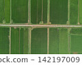 Aerial view of lush green rural landscape, rice paddies in early summer, Kagoshima. 142197009