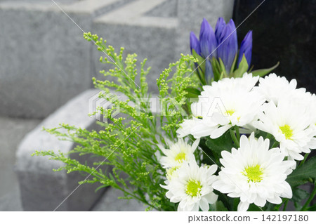 白色菊花,佛教花卉,擺放在墳墓上,在墳墓前,祭掃墳墓,秋分,盂蘭盆節(佛教節日)。 白色菊花,佛教花卉,擺放在墳墓上,在墳墓前,祭掃墳墓,秋分,盂蘭盆節(佛教節日)。 142197180
