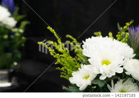 White chrysanthemums, Buddhist flowers placed at a grave, in front of the grave, visiting the grave, O-higan (autumn equinox), Obon (Buddhist festival). White chrysanthemums, Buddhist flowers placed at a grave, in front of the grave, visiting the grave, O-higan (autumn equinox), Obon (Buddhist festival). 142197185