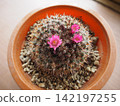 A potted cactus with pink flowers in bloom. 142197255