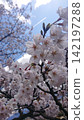 Cherry blossoms in full bloom that shine in the blue sky 142197288