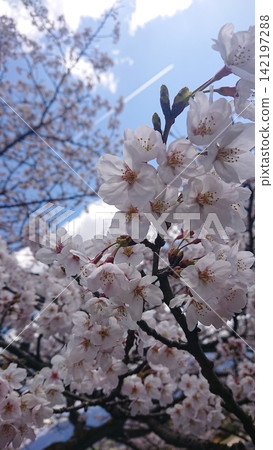 Cherry blossoms in full bloom that shine in the blue sky 142197288