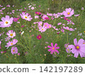 Pink cosmos field swaying in the autumn breeze 142197289