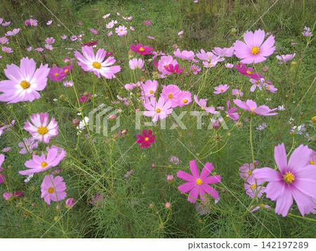 Pink cosmos field swaying in the autumn breeze Pink cosmos field swaying in the autumn breeze 142197289