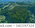 Aerial view of a forest arranged in a geometric pattern. 142197324