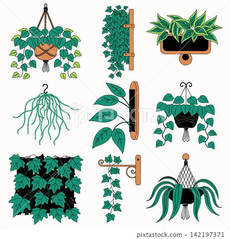 This image features a collection of popular trailing and creeping houseplants, rendered in a flat vector style This image features a collection of popular trailing and creeping houseplants, rendered in a flat vector style 142197371